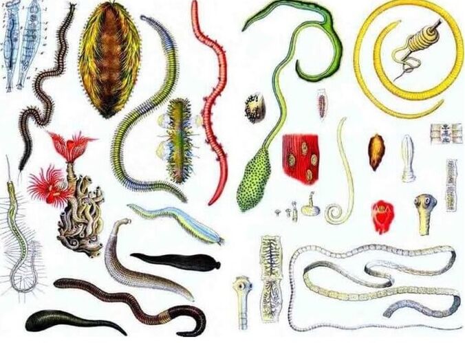 The types of parasites
