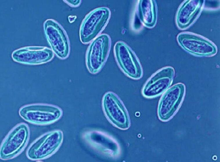 worms in people
