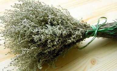 Wormwood as a means of fighting parasites