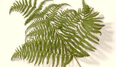 herbs for treating parasites in the body