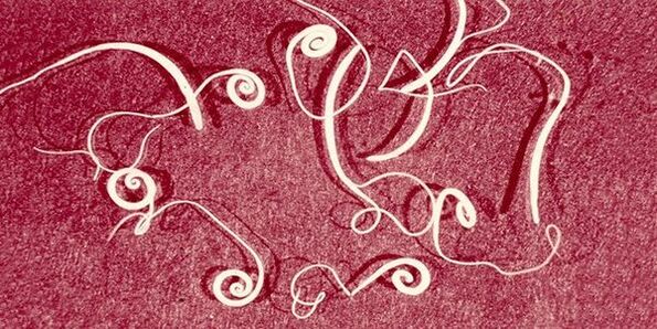 worms from the human body