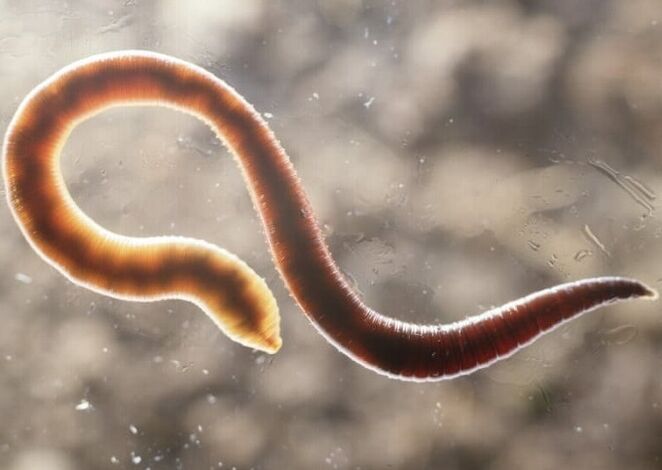 parasitic worms from the human body